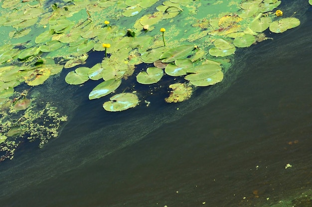 High angle view of water lily in lake