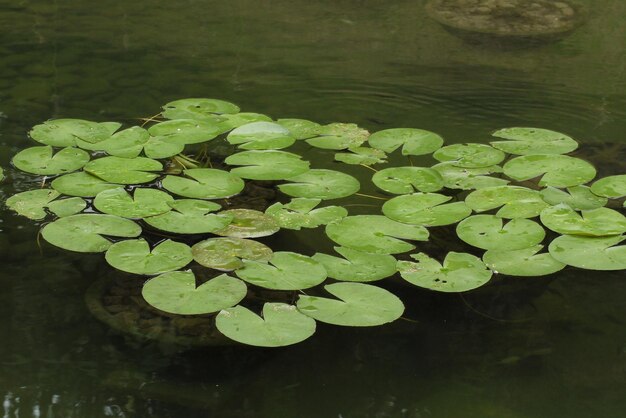 High angle view of water lily leaves floating on lake