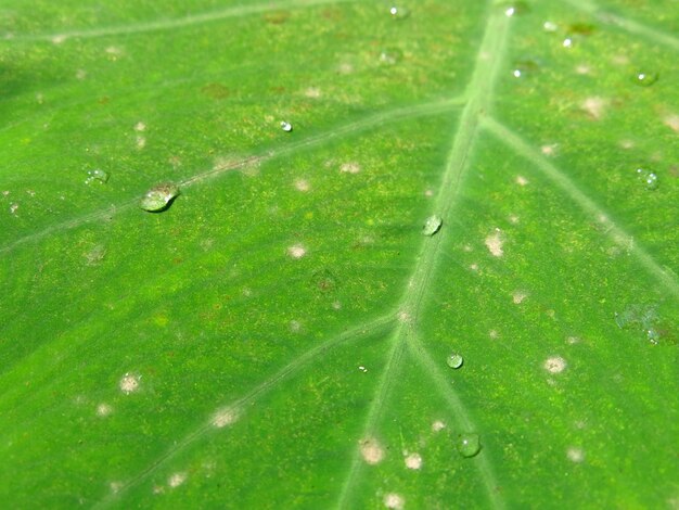 High angle view of wet green leaf on grass