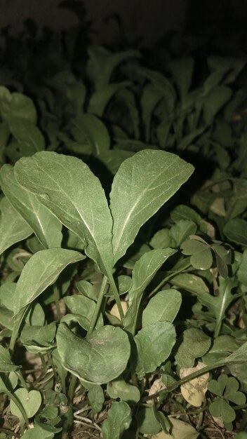 High angle view of wet leaves on field