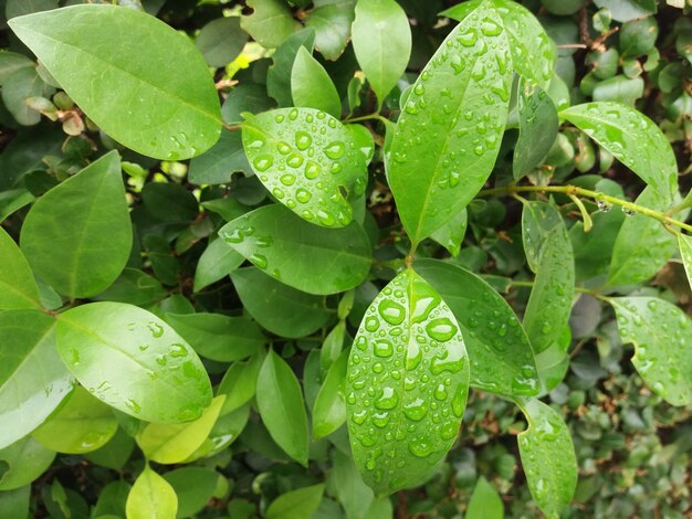 High angle view of wet plant leaves