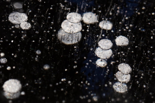 High angle view of wet plants during winter