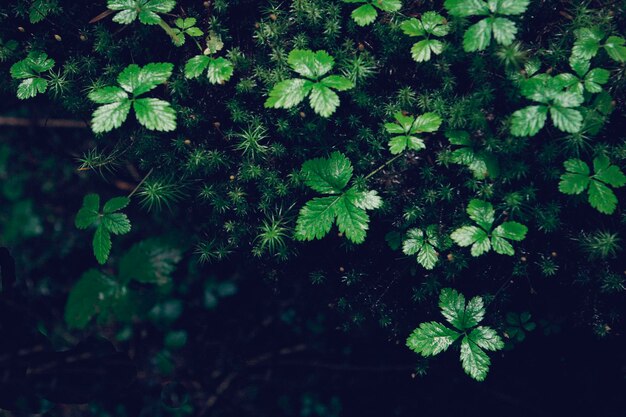 湿った植物の高角度の眺め