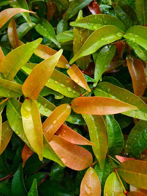 High angle view of wet plants