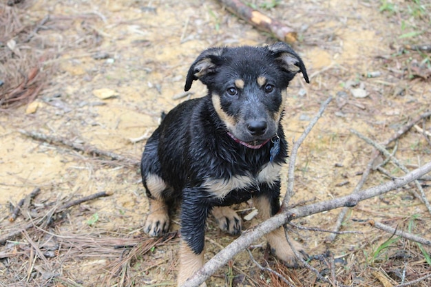 枝のあるれた子犬の高角度の視点