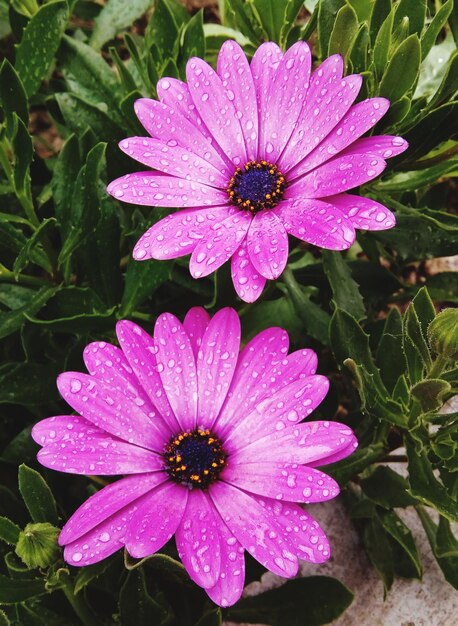 Foto vista ad alto angolo di un fiore viola bagnato