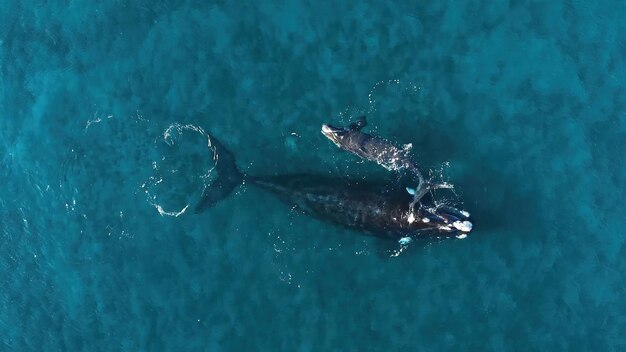 High angle view of whale swimming in sea