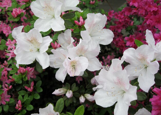 High angle view of white azaleas blooming outdoors