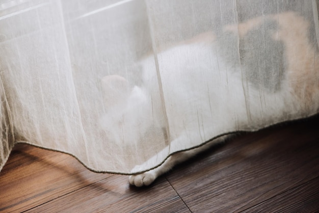 Photo high angle view of white cat lying on hardwood floor