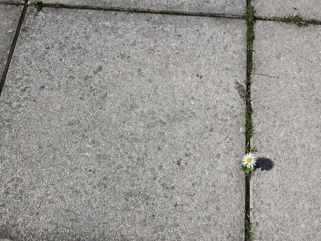 High angle view of white daisy flower blooming on pavement