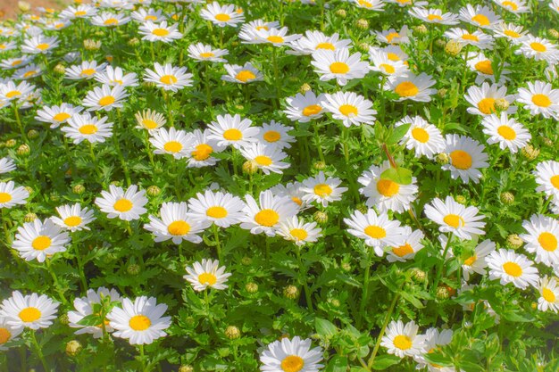 Photo high angle view of white daisy flowers on field