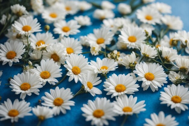 High angle view of white daisy flowers and petals decorated on blue background