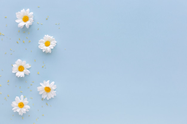 Photo high angle view of white daisy flowers and pollen arranged on blue background