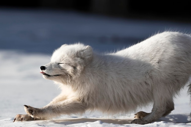 白い犬の高角度の視点