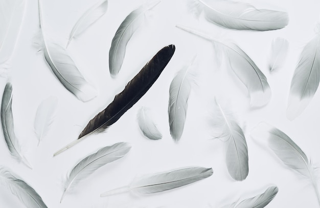 Высокоугольный вид белой утки, плавающей в воде