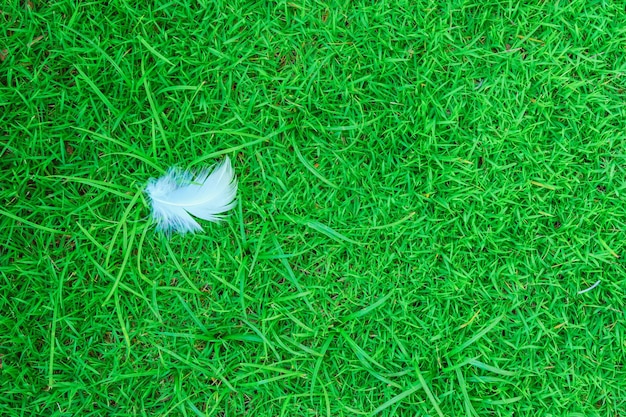 Foto vista ad alto angolo di un fiore bianco sul campo