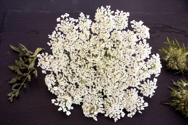 Foto vista ad alto angolo di una pianta a fiori bianca su un tavolo