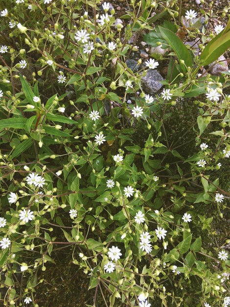 High angle view of white flowering plant