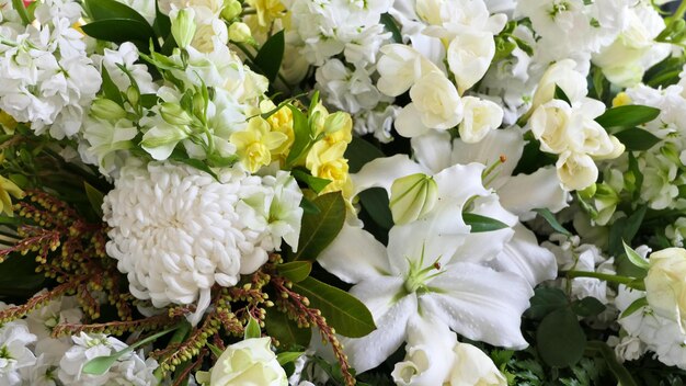 High angle view of white flowering plant