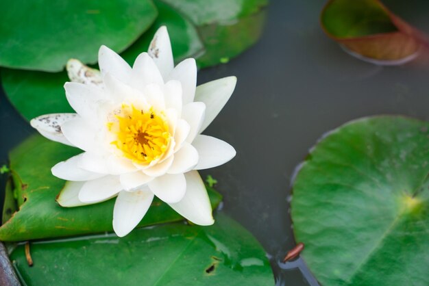 High angle view of white flowering plant