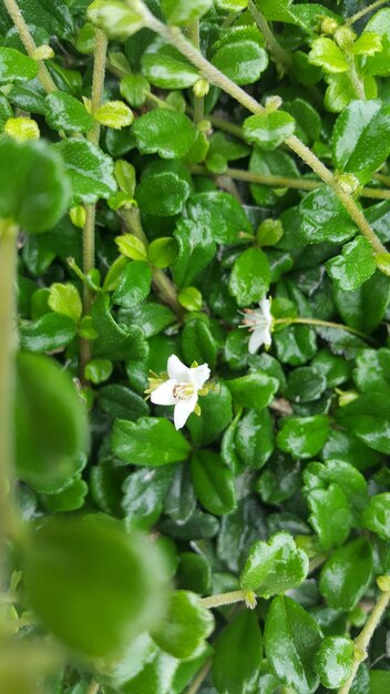 High angle view of white flowering plant