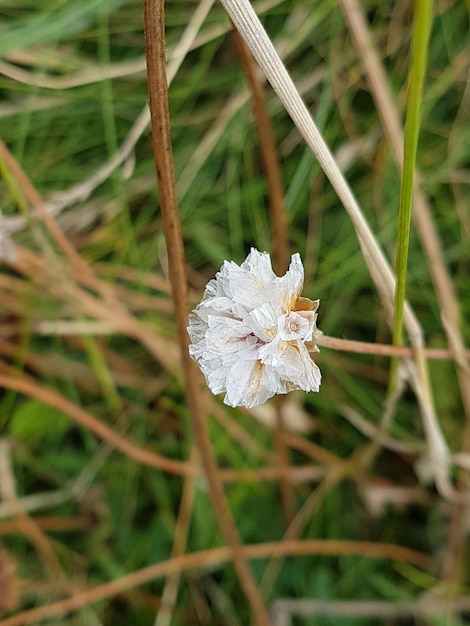 High angle view of white flowering plant