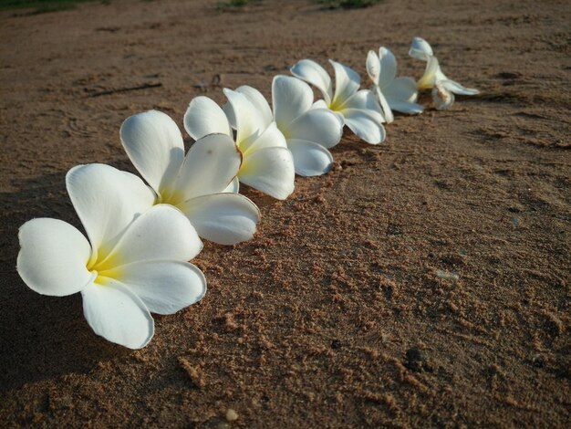 High angle view of white flowering plants on field