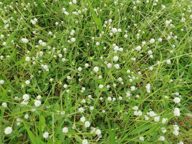 High angle view of white flowering plants on field