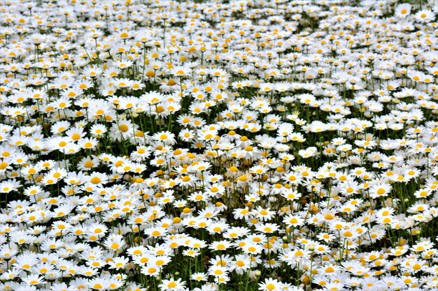 High angle view of white flowering plants on field