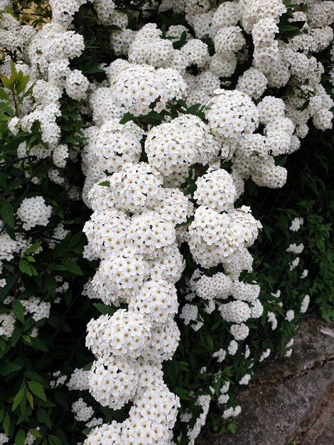 Foto vista ad alta angolazione di piante a fiori bianchi