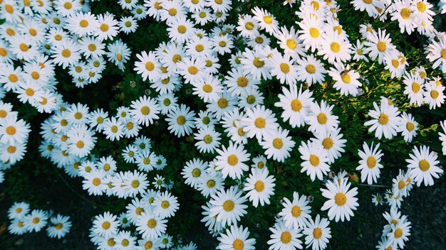 High angle view of white flowering plants