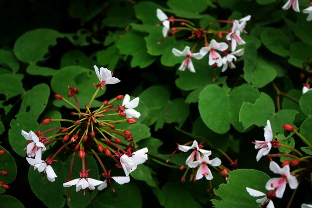 High angle view of white flowering plants