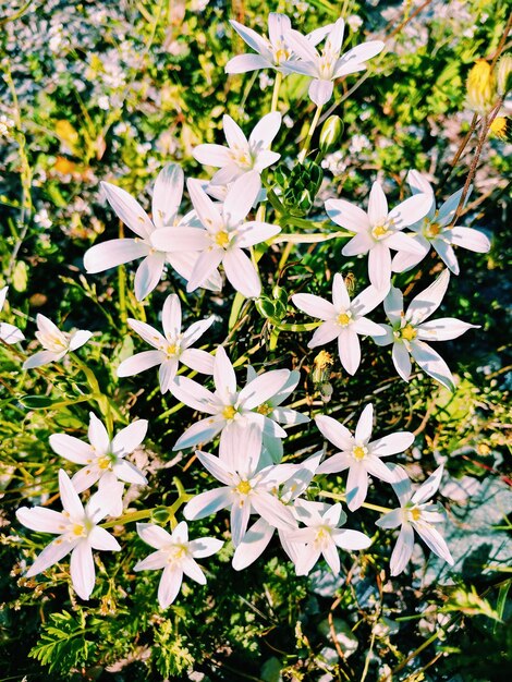 High angle view of white flowering plants