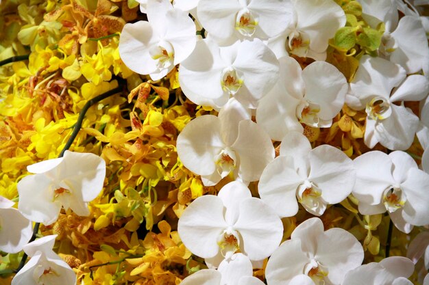 High angle view of white flowering plants