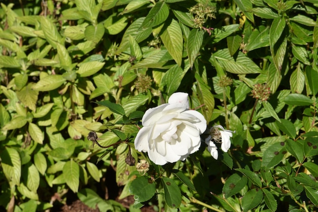 High angle view of white flowering plants