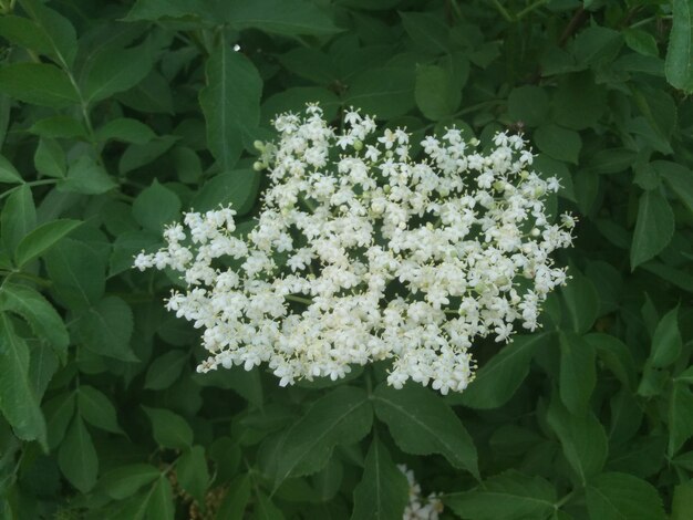 High angle view of white flowering plants