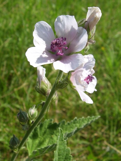 High angle view of white flowers blooming on field