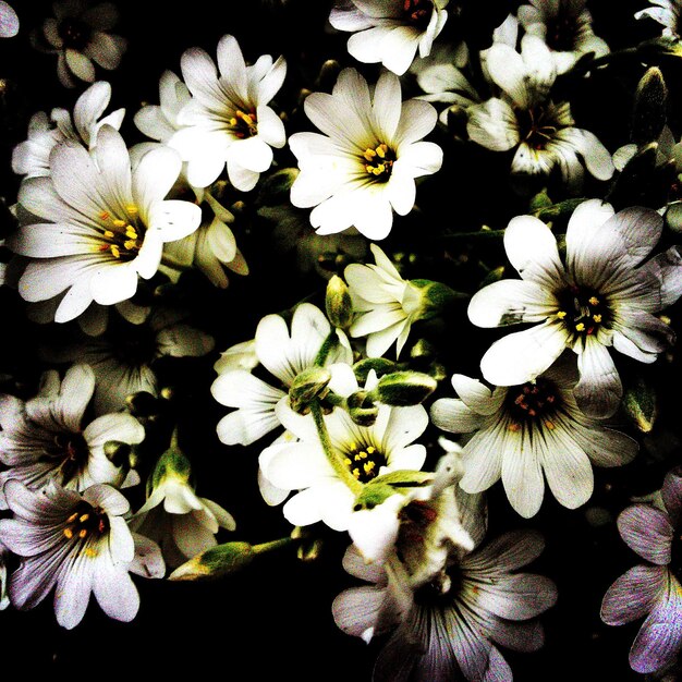 Foto vista ad alta angolazione dei fiori bianchi che fioriscono sul campo