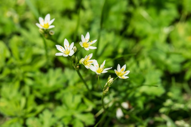 白い花が野外でく高角度の景色