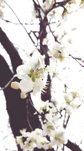 Foto vista ad alta angolazione di fiori bianchi in fiore nel parco