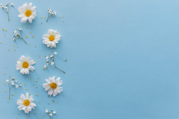 High angle view of white flowers over blue backdrop