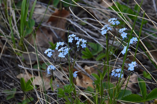 High angle view of white flowers on field