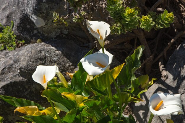 Photo high angle view of white flowers