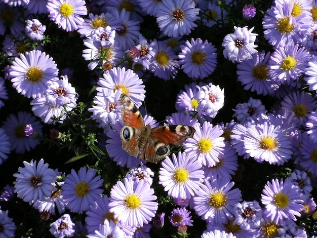 Foto vista ad alto angolo di fiori bianchi