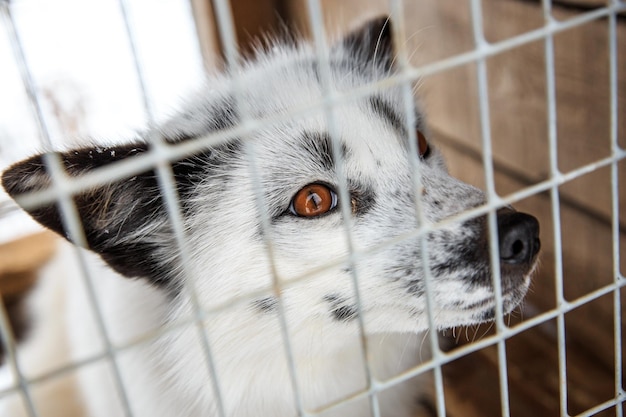 high angle view of white fox in cage