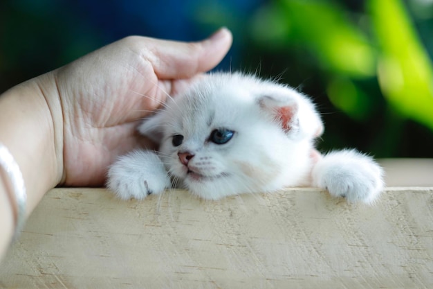 Photo high angle view of white kitten on hand
