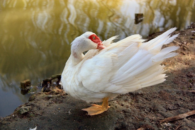 Photo high angle view of white muscovy duck preening on lakeshore at parco del centenario