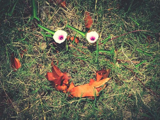 Foto vista ad alta angolazione di petunie bianche in fiore su un campo erboso