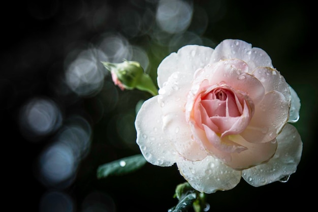 白いバラの花がいている高角度の景色