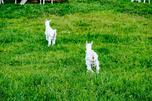 Photo high angle view of white sheep on field